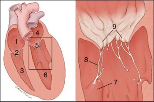 The cusps (flaps) of the bicuspid and tricuspid valves are anchored to the ventricle walls by fibrous cords called chordae tendineae, which attach to