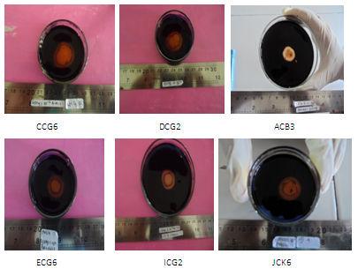 The result of qualitative amylase test Diameter of the Transparent Zone (mm) Diameter of
