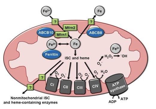 Iron signaling in the mitochondria CI CIV: