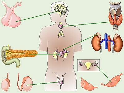 Endocrine system overview Nature of the hormonal system -Major integrator of body function Classification of