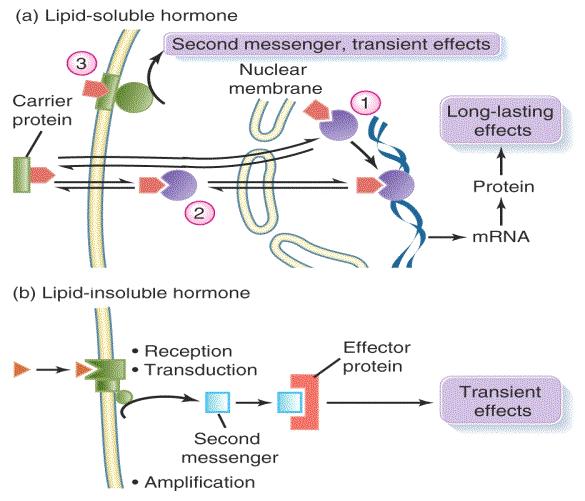 Hormone-receptor systems - Steroid vs
