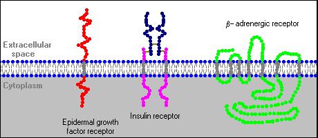 Peptide receptor systems Cell membrane receptors Seven