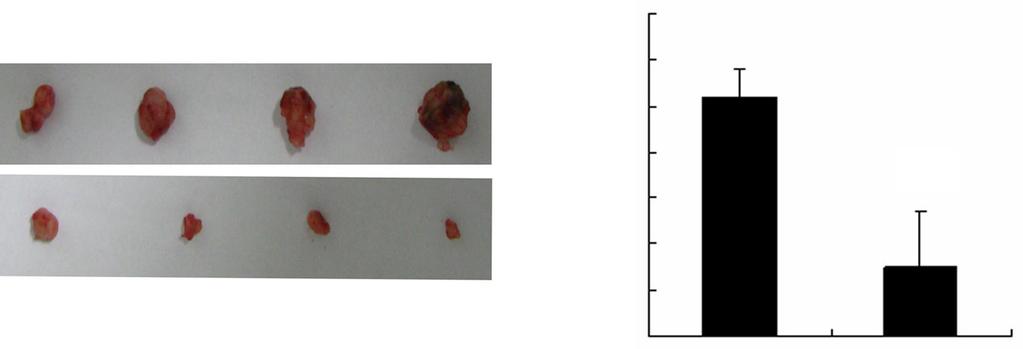 Representative images (A) and tumor weights (B) were taken 4 weeks after injection. (P<.5 between two groups). compared to control group, suggesting that could also suppress NSCLC progression in vivo.
