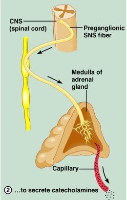 Adrenal medulla Innervated by the sympathetic