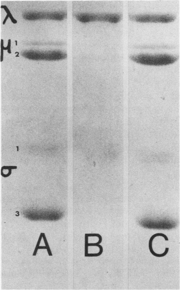 (C) Fast-sedimenting fraction. Electrophoresis is from top to bottom. The symbols A,,i, and a represent the three size classes characteristic ofreovirus structuralpolypeptides (20).