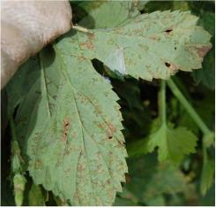 http://www.plantpath.wisc.edu/wivegdis/ Masses of downy mildew pathogen sporulation on leaf undersides, 2014.