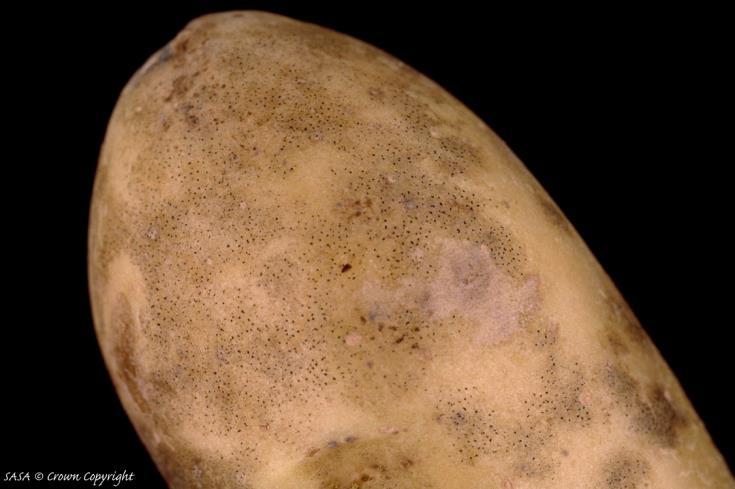 Colletotrichum coccodes Black Dot One of the most problematic blemish diseases of washed, pre-packed potatoes.