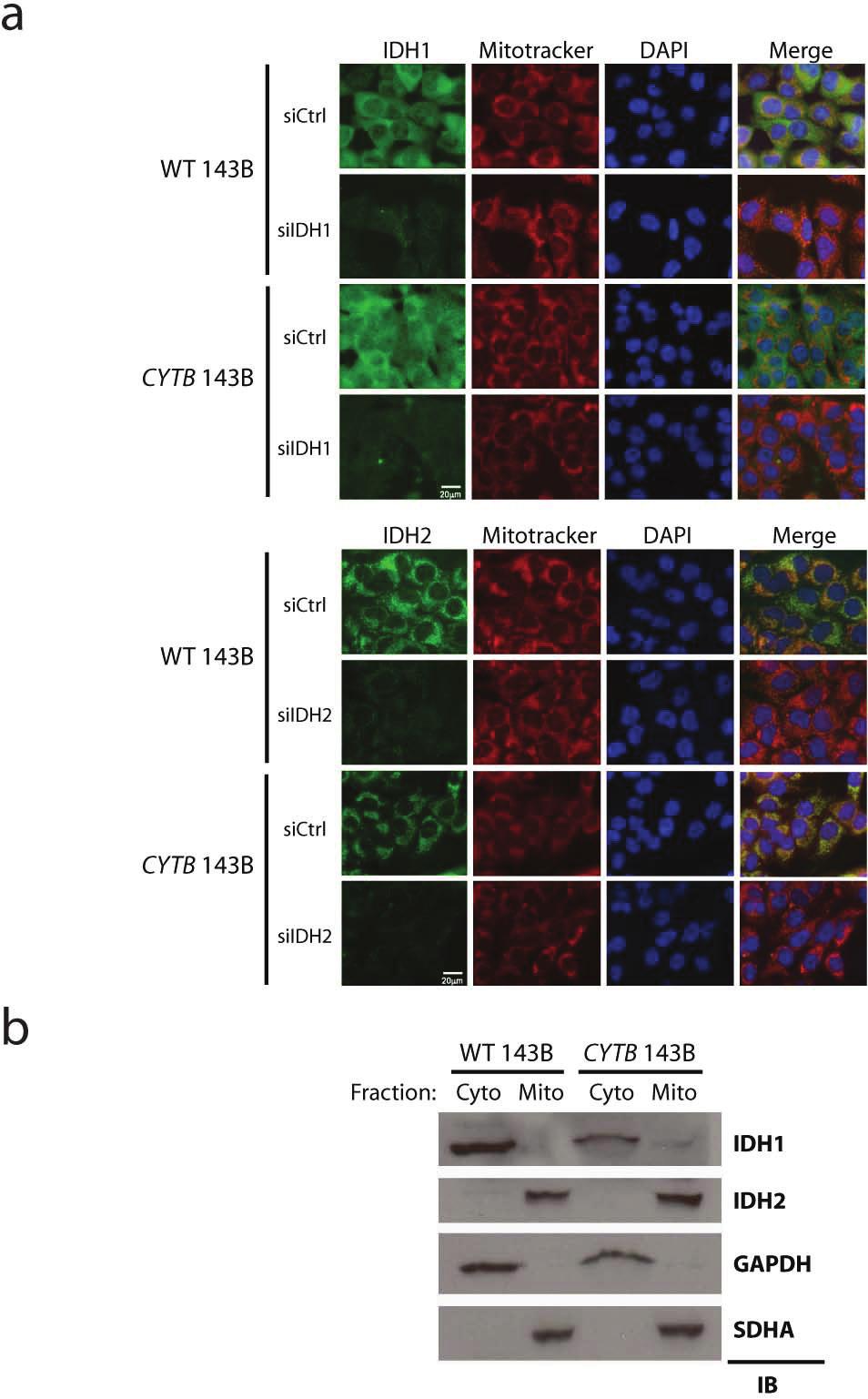 RESEARCH Supplementary Fig. 6. Subcellular localization of IDH1 and IDH2. a, Immunofluorescence of WT 143B and CYTB 143B cells using antibodies against IDH1 (top panels) or IDH2 (bottom panels).