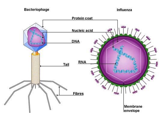 A Virus Has Two/Three Essential Features - A Nucleic Acid DNA or - A Capsid a protein coat o Protects nucleic acid - IN ADDITION, TAIL FIBERS ARE USED TO Label the diagram below: - Some may have a