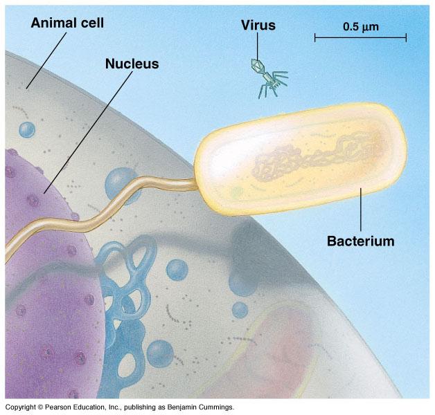 Bacteria are prokaryotic organisms. Their cells are much smaller and more simply organized that those of eukaryotes, such as plants and animals.