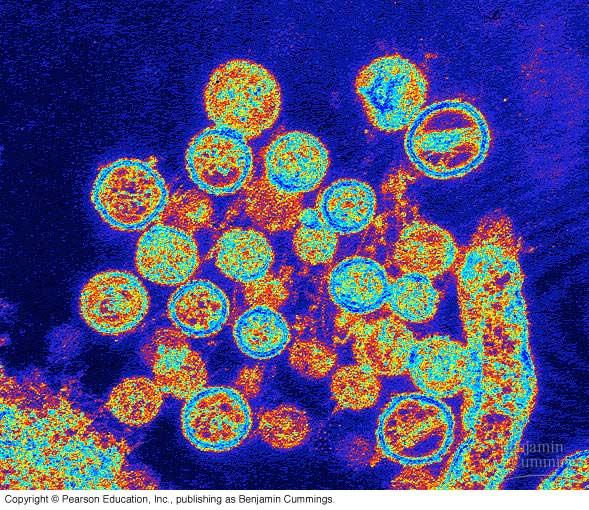 Another source of new viral diseases is the spread of existing viruses from one host species to another.
