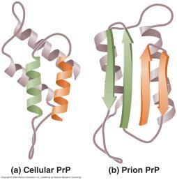 Prion Pathology Normal vs Abberrant Prp Spongiform Encephalopathy Prp C Prp SC Key Terms for Chapter 19