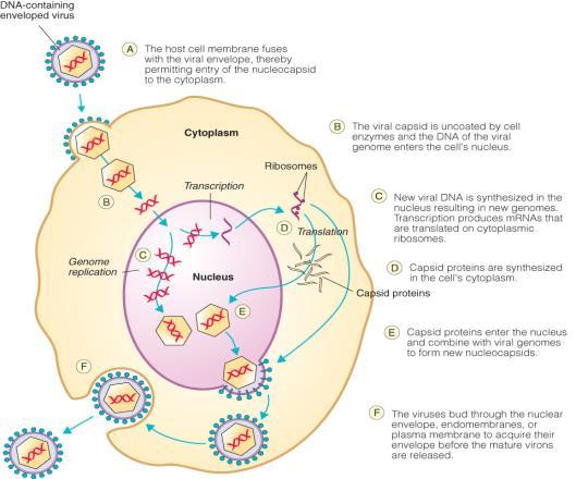 Life Cycle of Animal Viruses The basic life cycle stages of animal viruses differ from bacteriophages in some key ways: 1) attachment and entry requires specific interactions between host cell