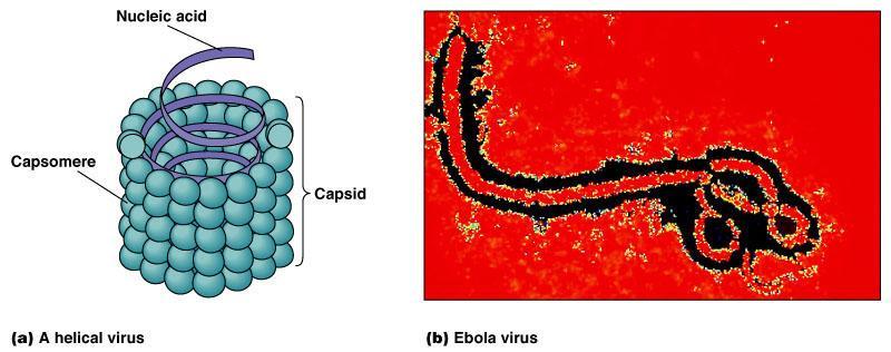 Helical Viruses
