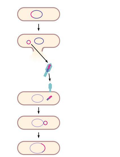 Prophage Specialized Transduction gal gene Galactose-positive donor cell gal gene Bacterial DNA 1 2 Prophage exists in galactose-using host (containing the gal gene).