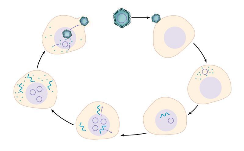 Replication & Assembly of DNA Virus 7 Virions are released Papovavirus 1 Virion attaches to host cell Host cell DNA Capsid 6 Virions mature DNA Cytoplasm 2 Virion penetrates cell and its DNA is