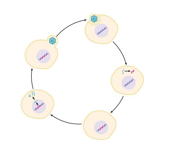 Replication & Assembly of a Retrovirus Reverse transcriptase Capsid Envelop Virus Two identical + stands of RNA Identical strands of RNA Viral proteins RNA 4 5 Mature retrovirus leaves host cell,