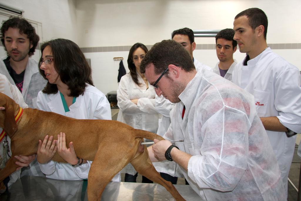 Ovarian ultrasound and artificial insemination in dogs Alain Fontbonne, DVM, PhD,