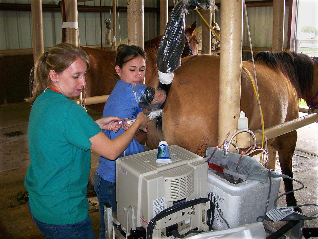 Sciences, College of Veterinary Medicine & Biomedical Sciences, Texas A & M. She and her colleagues have been instrumental in the development of assisted reproductive techniques in the horse.