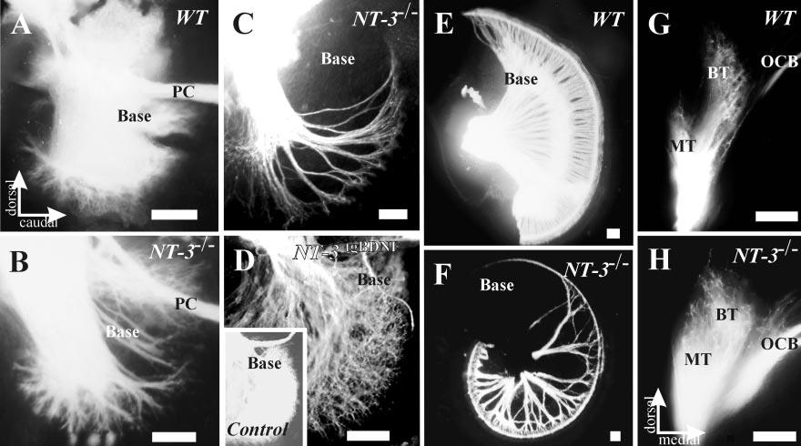Fariñas Developmental Loss of Cochlear Neurons J. Neurosci., August 15, 2001, 21(16):6170 6180 6173 Figure 2. Development of cochlear afferent innervation at E12.5 (A, B), E13.