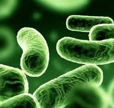 The dominant organisms in numbers are anaerobes ( bacteroides, bifidobacteria, eubacteria,