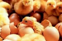 Newly hatched chick Get Bacteria from the surface of the eggshells GUT becomes rapidly colonized by bacteria with the max.