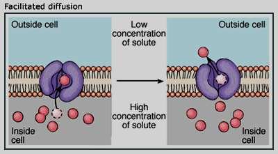 B- Facilitated diffusion: - Play a very minor role in absorption. - A drug carrier is required but no energy is necessary. e.g. vitamin B12 transport.