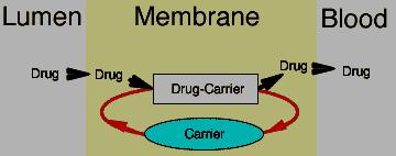 2-Passage of drugs across membranes:
