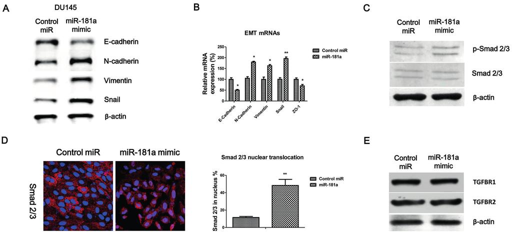 MiR-181a promotes EMT of prostate cancer cells by targeting TGIF2 Figure 2. Overexpression of mir-181a inhibits EMT.