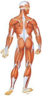 Skeletal Muscles MUSCLE FIBER TYPES TRAPEZIUS DELTOID FAST TWITCH SLOW