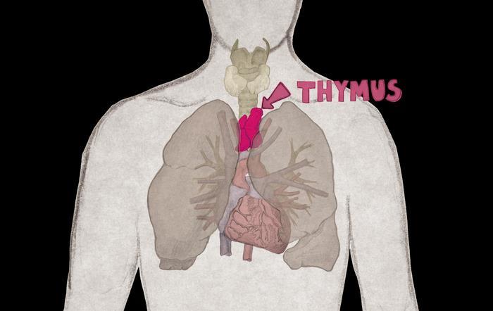 Thymic Function Thymus is the main