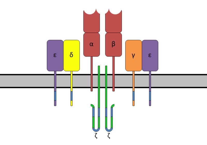 Functional TCR signaling complex Variable region, interaction