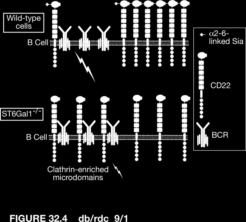 CD22 is a member of the SIGLEC family of carbohydrate binding proteins (lectins) that bind sialic acid (SIGLEC 2) Relative balance between CD22-CD22 interactions and CD22-BCR interactions can