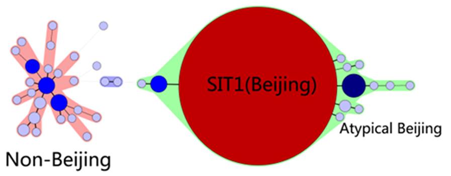 Figure 2. Minimum spanning tree showing the clustering by spoligotyping of 422 M. tuberculosis strains from Shijiazhuang.