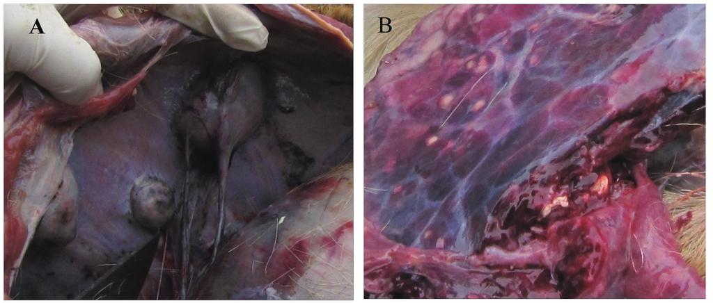 Jeewan Thapa et al. 153 Fig. 1. Tuberculosis lesions from a dead spotted deer during postmortem. A) Extrapulmonary. B) Lung.