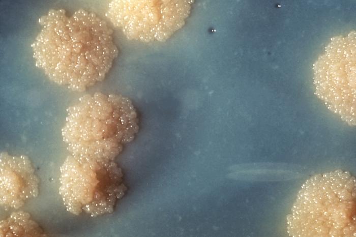 Mycobacterium tuberculosis M.