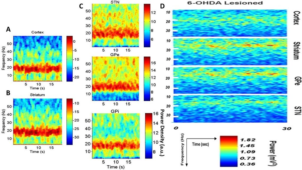 Figure 2.0-11: Cortical origin of pathological beta oscillations during PD. (A,B) Cortical and Striatal local field potential (LFP) spectrograms exhibiting prominent oscillations in the beta band.