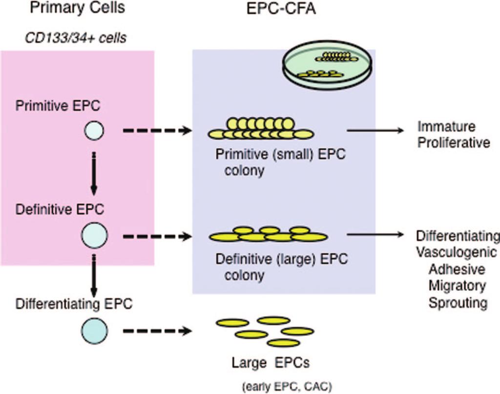 34 Circulation Research June 24, 2011 Figure 7. The classification of endothelial progenitor cell (EPC) differentiation detected by EPC colony-forming assay (CFA).