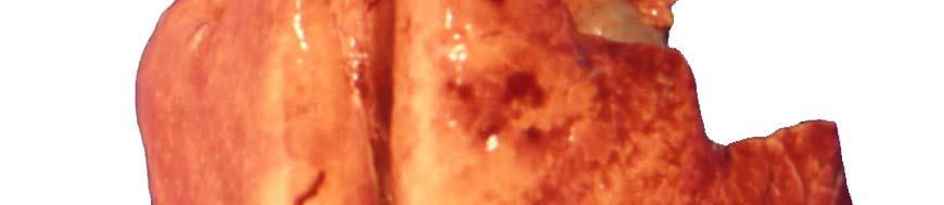 Note again rib imprints on the pleural surfaces (arrows) of this dog that