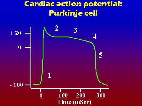 Action Potentials in Various Cardiac Cells Atrial and ventricular muscles the phase of the AP are more distinct phase 0 depolarization is rapid phase 4 remains constant no diastolic depolarization