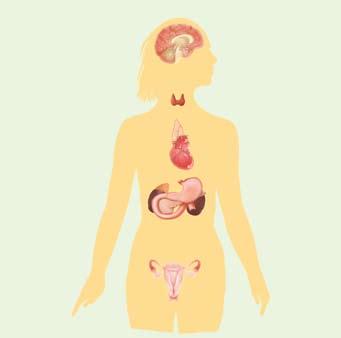 What they are Hormones are produced by the endocrine system, which includes the ovaries (women), testes (men), pituitary, thyroid, pancreas and other parts of the body.
