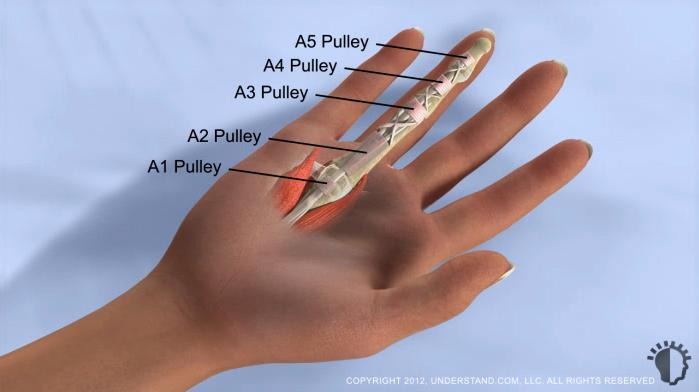 Hand Anatomy and Trigger Finger The main force for the ability to bend, or flex, the fingers is provided by muscles in the forearm that connect to the finger bones with tough bands of tissue called