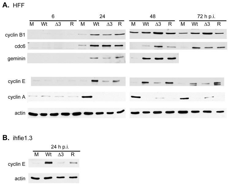 7448 WHITE AND SPECTOR J. VIROL. FIG. 9. Altered expression of cell cycle regulatory proteins in IE 30-77 virus-infected cells.