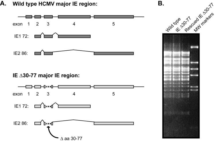 VOL. 79, 2005 HCMV IE EXON 3 IS REQUIRED FOR PROPER GENE EXPRESSION 7441 FIG. 1. Construction of the IE 30-77 mutant BAC. (A) The HCMV major immediate-early region.