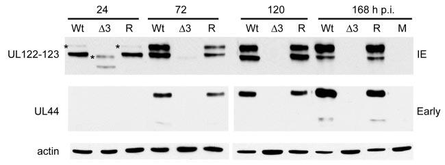 7444 WHITE AND SPECTOR J. VIROL. FIG. 5. IE and early protein expression is altered in IE 30-77 virus-infected cells. G 0 -synchronized HFF cells were infected with 0.