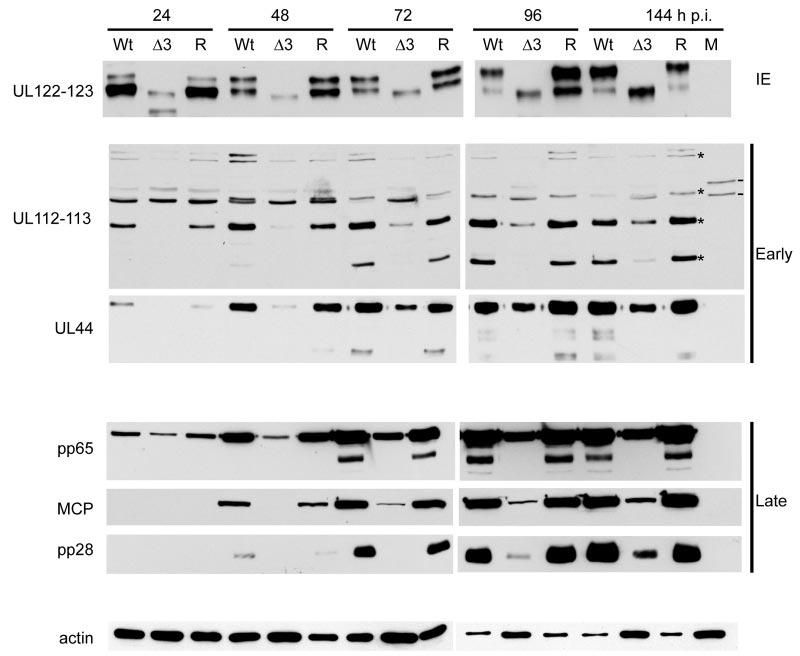 VOL. 79, 2005 HCMV IE EXON 3 IS REQUIRED FOR PROPER GENE EXPRESSION 7445 FIG. 6.