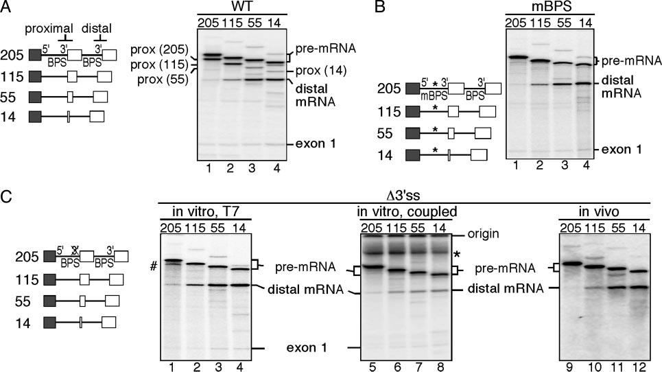 Fig. 1. Proximal exon sequences suppress use of the distal 3 splice site. (Left) The structures of the pre-mrnas derived from the wild-type (A), mbps (B), and 3 ss (C) constructs are shown.