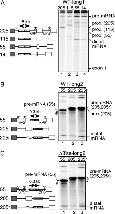 Fig. 3. Spliced exons within an intron suppress splicing. (A) Schematic of the double duplication construct and its derivatives. (B) Spliced pre-mrnas synthesized with T7 RNA polymerase.