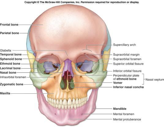 Skull Bones to Know -Facial Facial bones protect the eyes, ears, nose and mouth