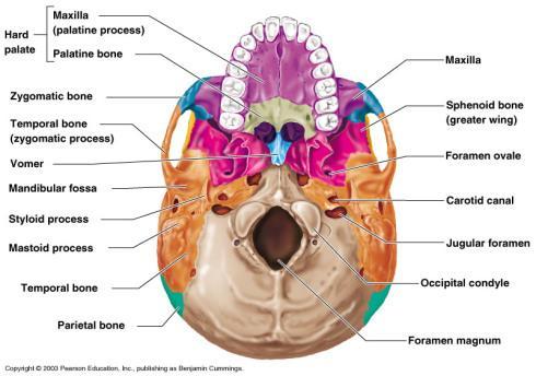 bone Lacrimal Palatine Skull Sutures to Know Joints between skull bones Coronal,